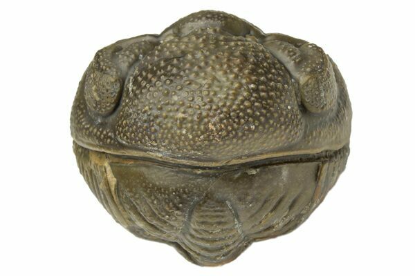 A perfectly enrolled Morocops trilobite.